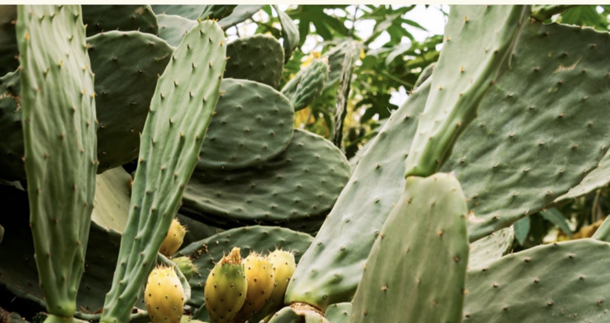 Vegan Cactus Deep Moisture Hydrating Cream