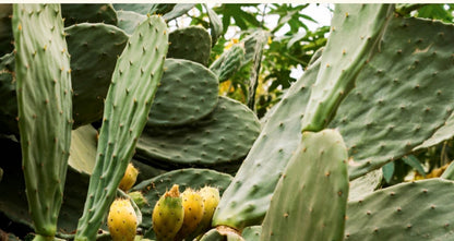 Vegan Cactus Deep Moisture Hydrating Cream